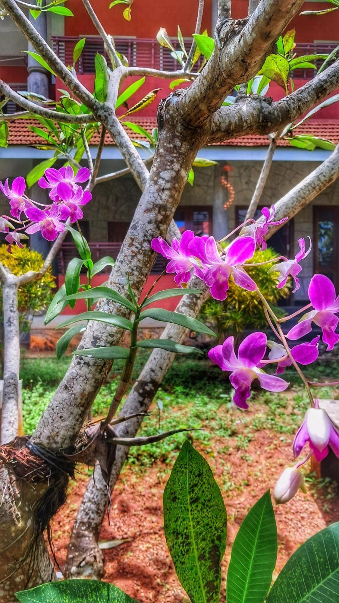 Vedic Heritage Boutique Hotel كوفالام المظهر الخارجي الصورة